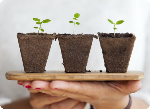 Three plant pots with growing shoots